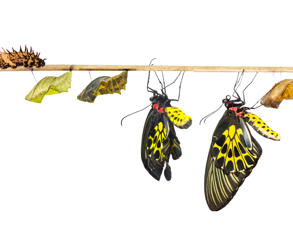 Software life cycle in loyalty programs